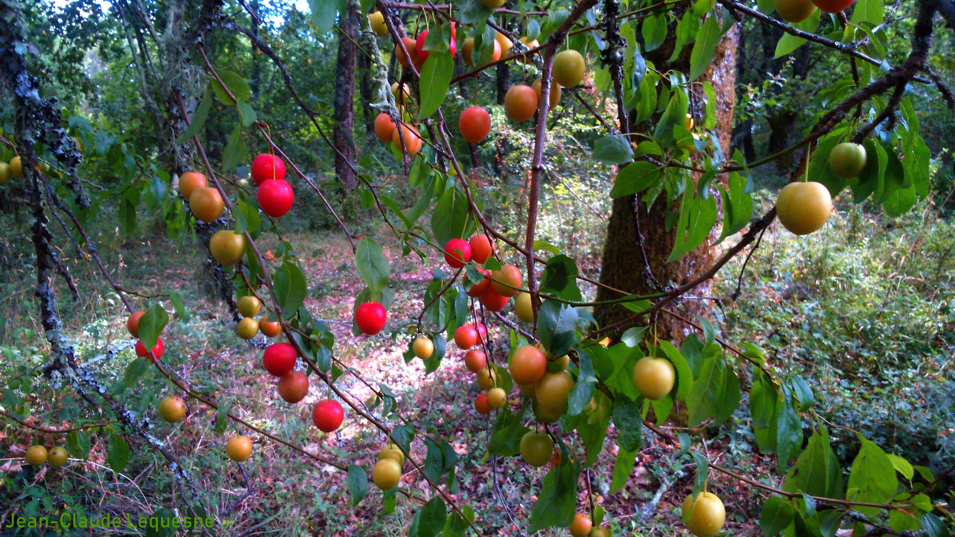 Prune Myrobolan de Marennes